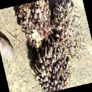 underripe_train (1460).jpg