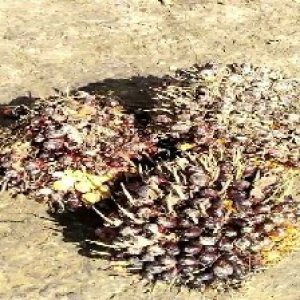 underripe_train (1462).jpg