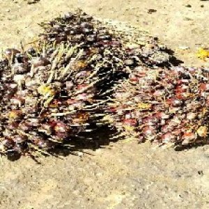 underripe_train (1464).jpg