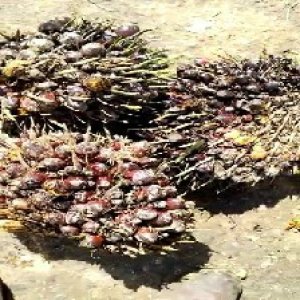 underripe_train (1465).jpg