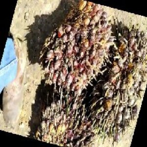 underripe_train (1468).jpg