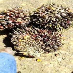 underripe_train (1469).jpg