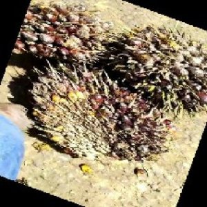 underripe_train (1470).jpg