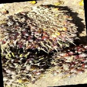 underripe_train (1471).jpg