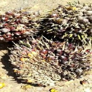 underripe_train (1472).jpg