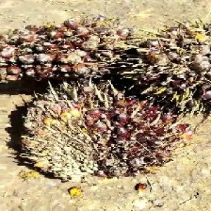 underripe_train (1474).jpg