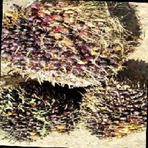 underripe_train (1477).jpg