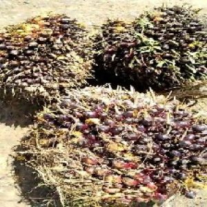 underripe_train (1478).jpg