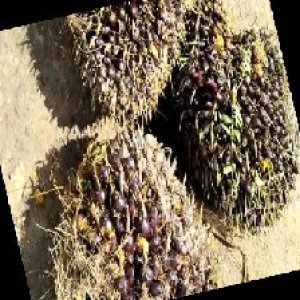 underripe_train (1480).jpg