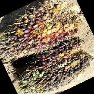 underripe_train (1481).jpg