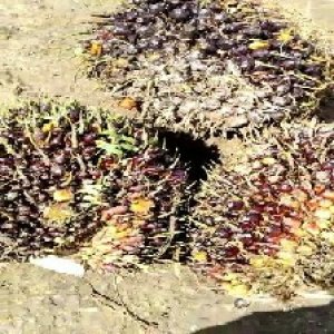 underripe_train (1483).jpg