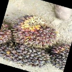 underripe_train (1487).jpg