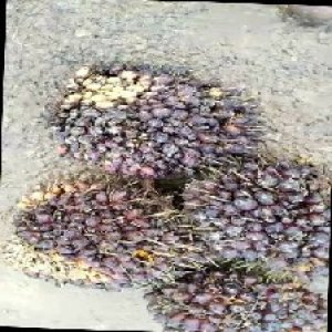 underripe_train (1489).jpg