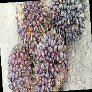 underripe_train (1491).jpg