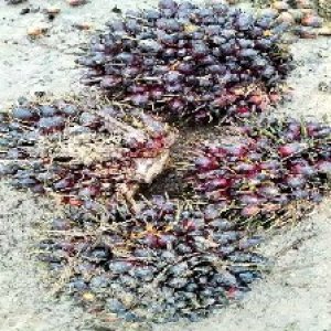 underripe_train (1493).jpg