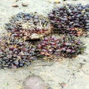 underripe_train (1495).jpg