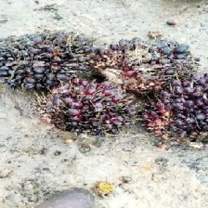 underripe_train (1498).jpg