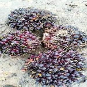 underripe_train (1500).jpg