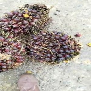 underripe_train (1505).jpg