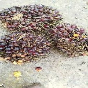 underripe_train (1507).jpg