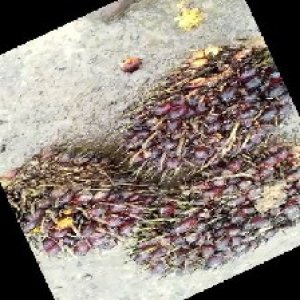 underripe_train (1508).jpg