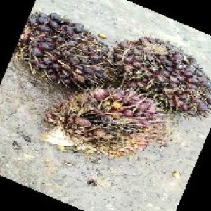 underripe_train (1512).jpg