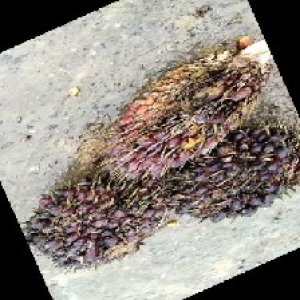 underripe_train (1513).jpg