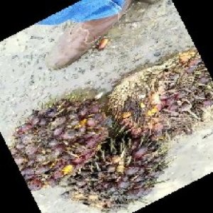 underripe_train (1517).jpg