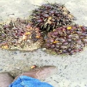 underripe_train (1518).jpg