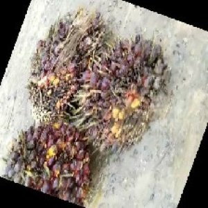 underripe_train (1522).jpg