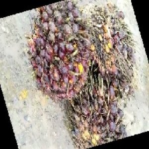 underripe_train (1523).jpg