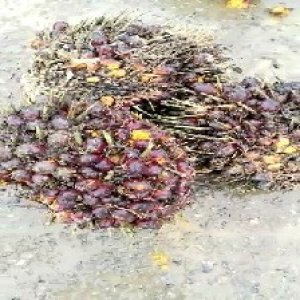 underripe_train (1524).jpg