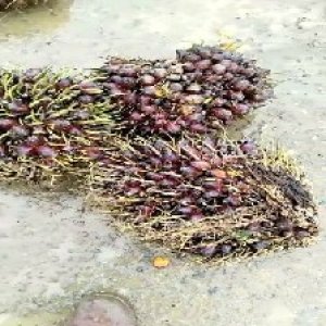 underripe_train (1525).jpg