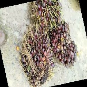 underripe_train (1526).jpg