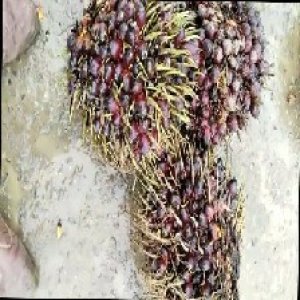 underripe_train (1527).jpg