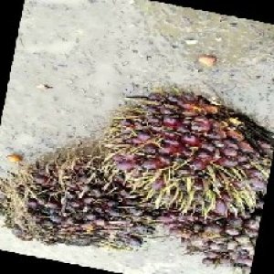 underripe_train (1529).jpg