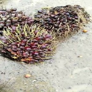 underripe_train (1530).jpg