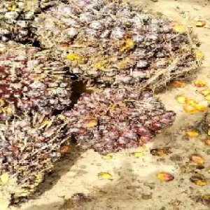 underripe_train (1533).jpg