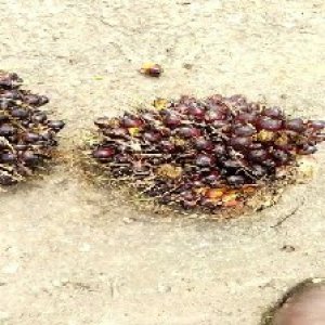 underripe_train (1584).jpg