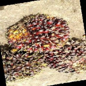 underripe_train (1586).jpg