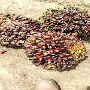 underripe_train (1587).jpg