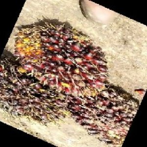 underripe_train (1588).jpg