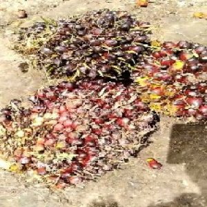 underripe_train (1592).jpg