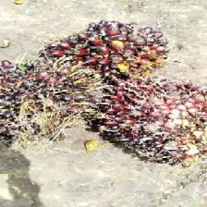 underripe_train (1596).jpg