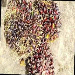 underripe_train (1598).jpg