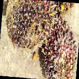 underripe_train (1599).jpg