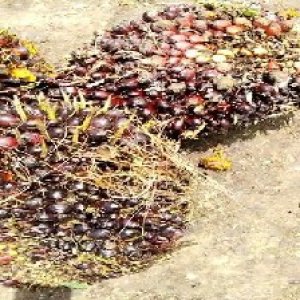 underripe_train (1600).jpg