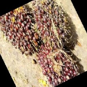 underripe_train (1606).jpg