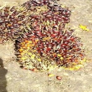 underripe_train (1609).jpg