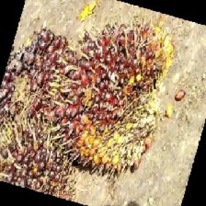 underripe_train (1610).jpg